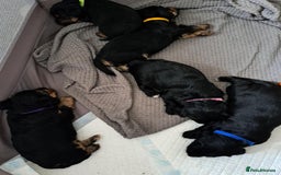 Mixed Breed dogs for sale: 5 yorkiepoos - Image 9