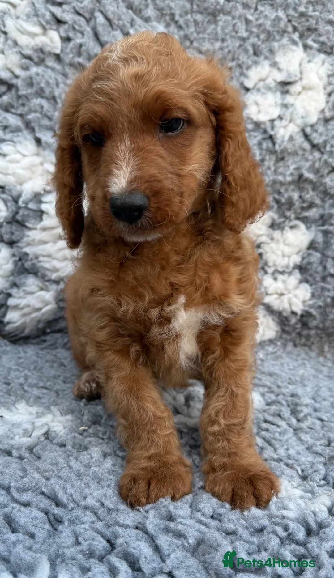 Cockapoo dogs for sale: Stunning Miniature Cockadoodlepoo - Advert 2