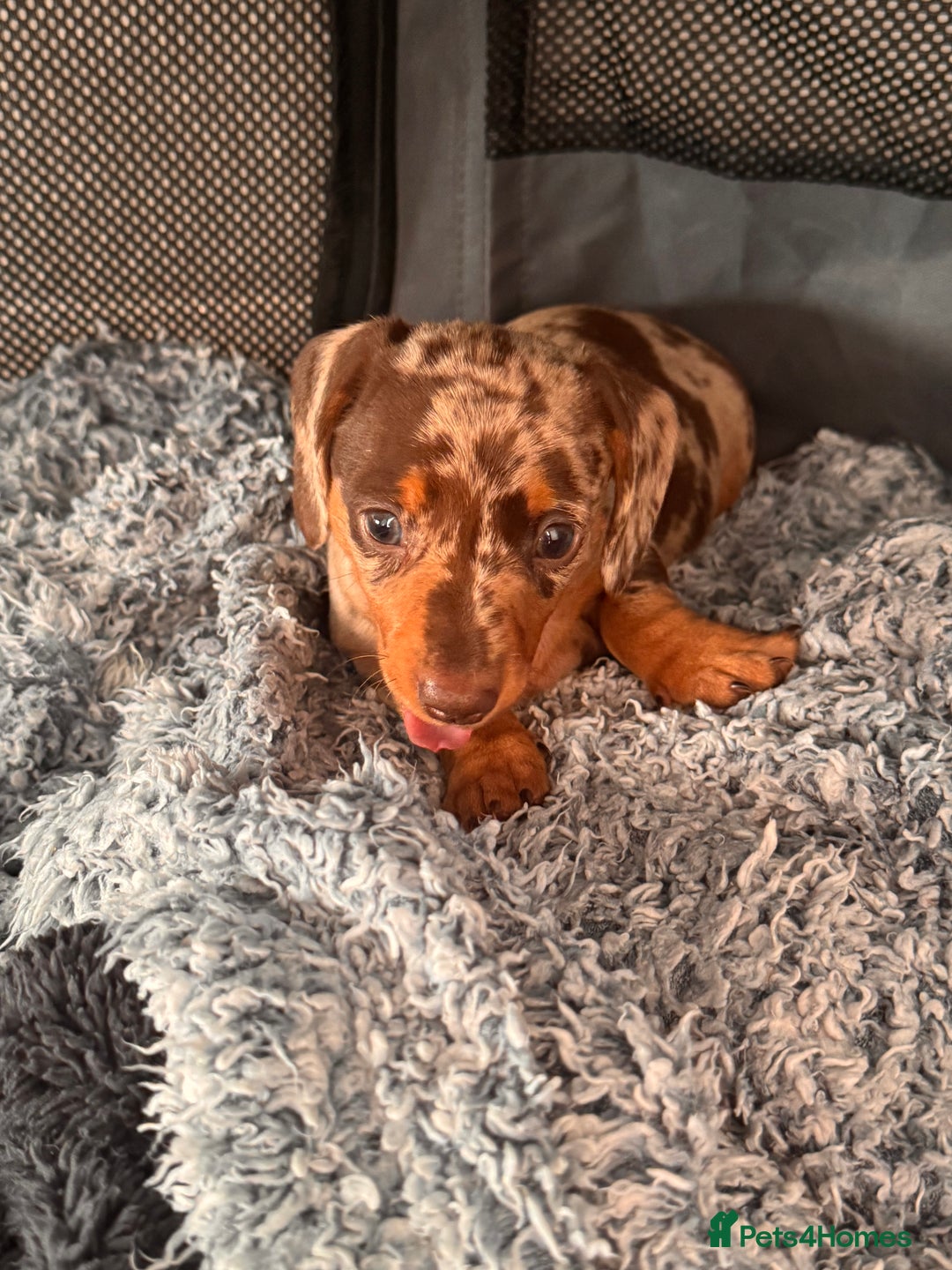 Miniature Dachshund dogs for sale: 🐾 miniature Dachshund 1 LEFT READY IN 2 WEEKS🐾 - Advert 10