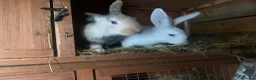 Mixed Breed rabbits for sale: German Giant cross breeds  - Advert 3