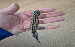 Gecko reptiles for sale: Various leopard geckos and a african fat tail geck - Advert 6