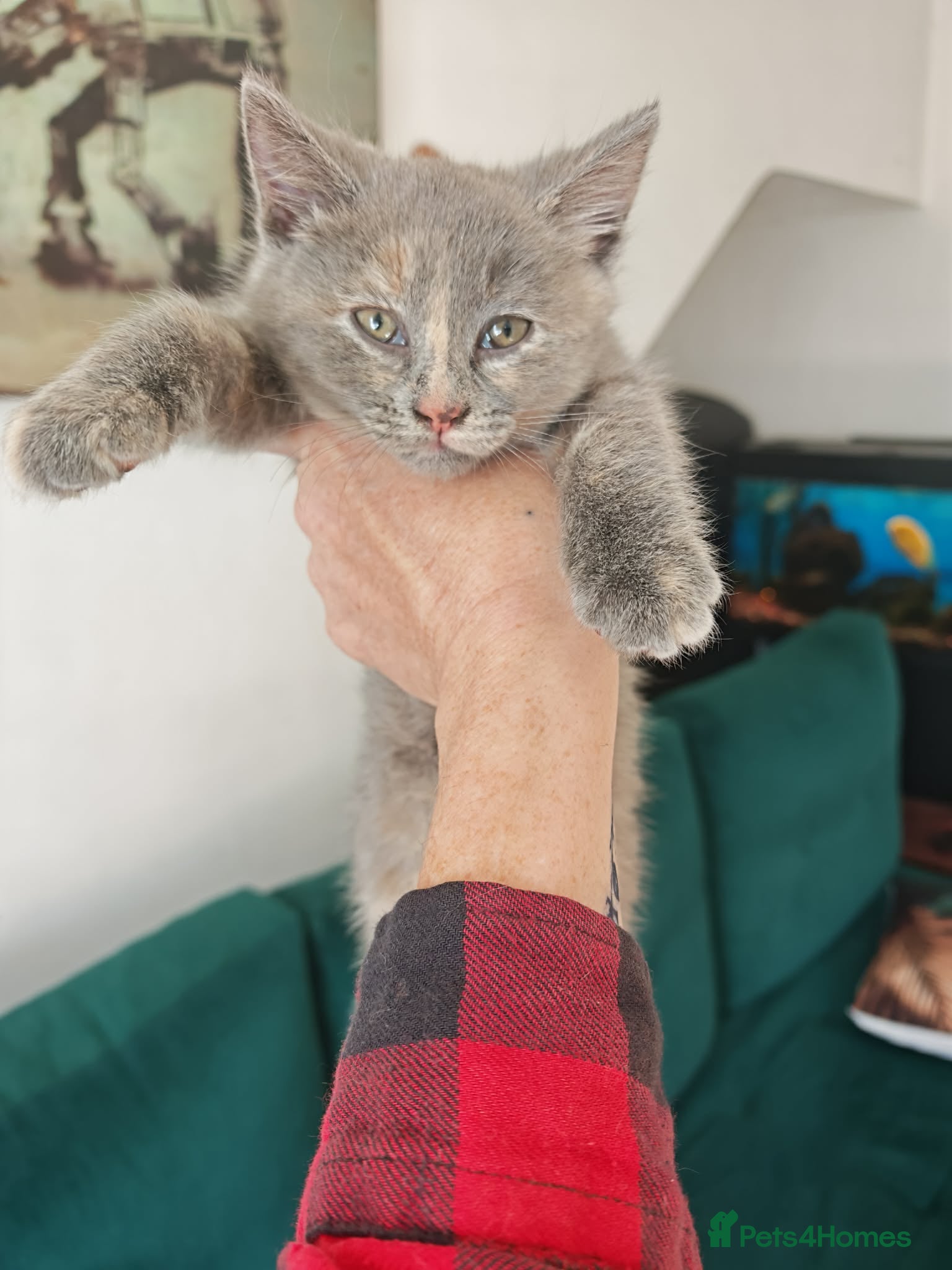 British Shorthair cats  2 adorable British Shorthair female kittens 🐾 - Advert 4