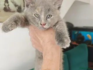 British Shorthair cats 2 adorable British Shorthair female kittens 🐾 - Advert 4