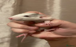 Rat rodents for sale: Rats looking for 5* homes only  - Image 4