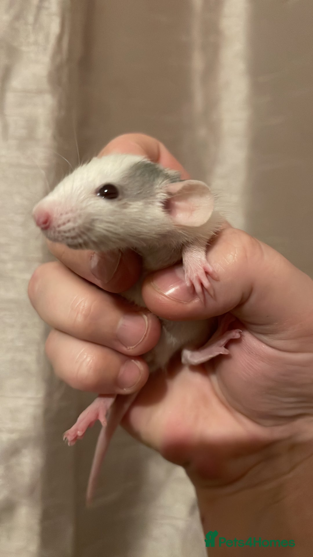 Rat rodents for sale: Rats looking for 5* homes only  - Image 4