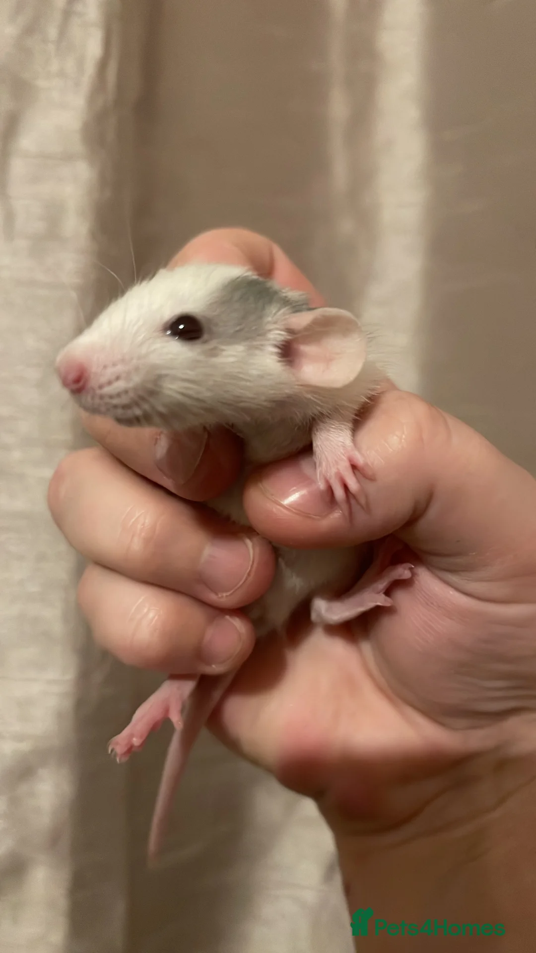 Rat rodents for sale: Rats looking for 5* homes only  - Advert 6