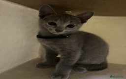 Russian Blue cats for sale: TICA REGISTERED Pure Breed Russian Blue Kittens - Image 5