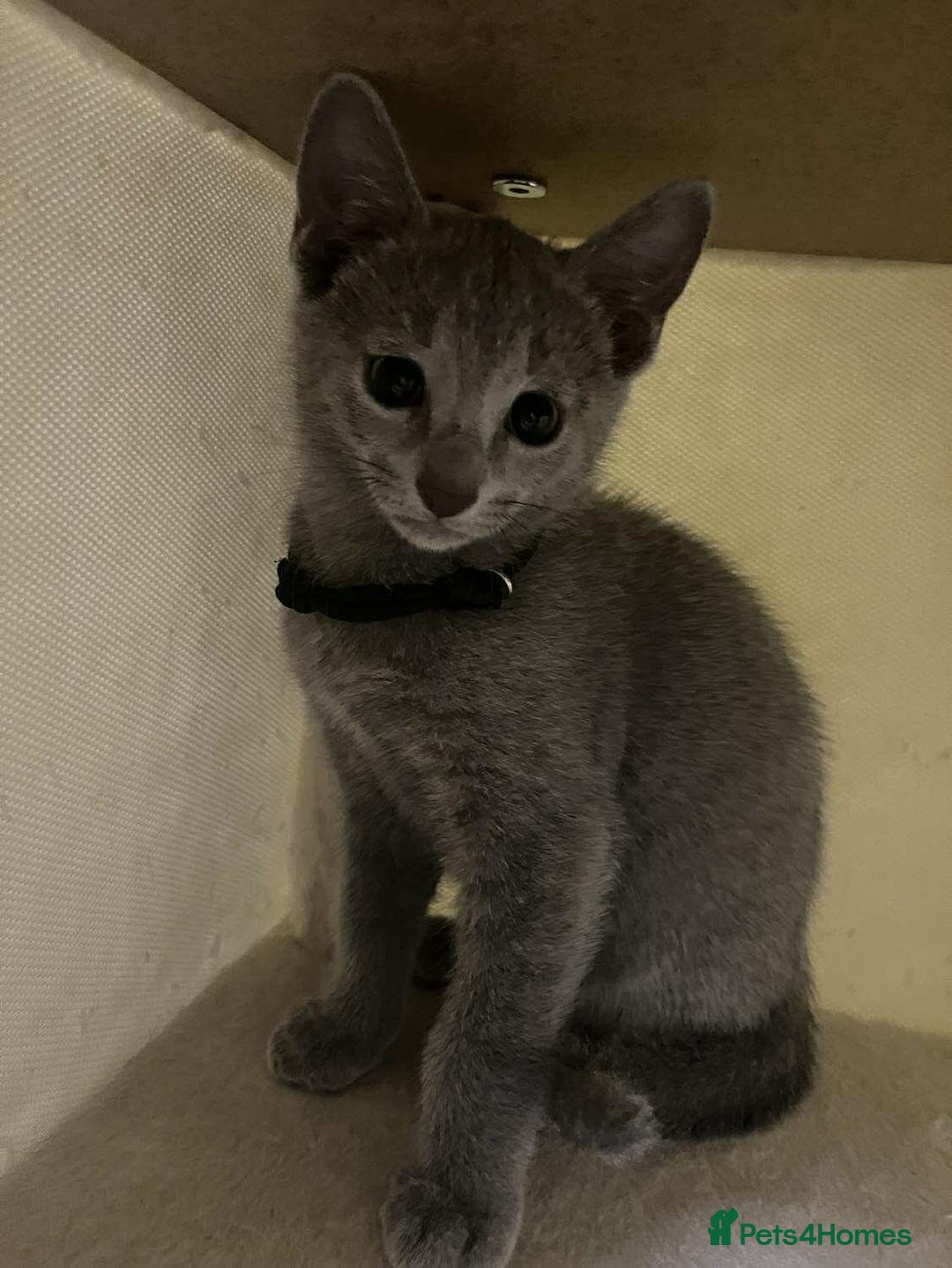 Russian Blue cats for sale: TICA REGISTERED Pure Breed Russian Blue Kittens - Image 5