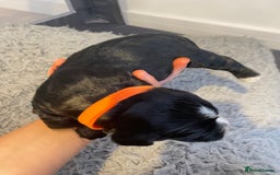 Cocker Spaniel dogs for sale: Cocker spaniel puppies - Advert 7