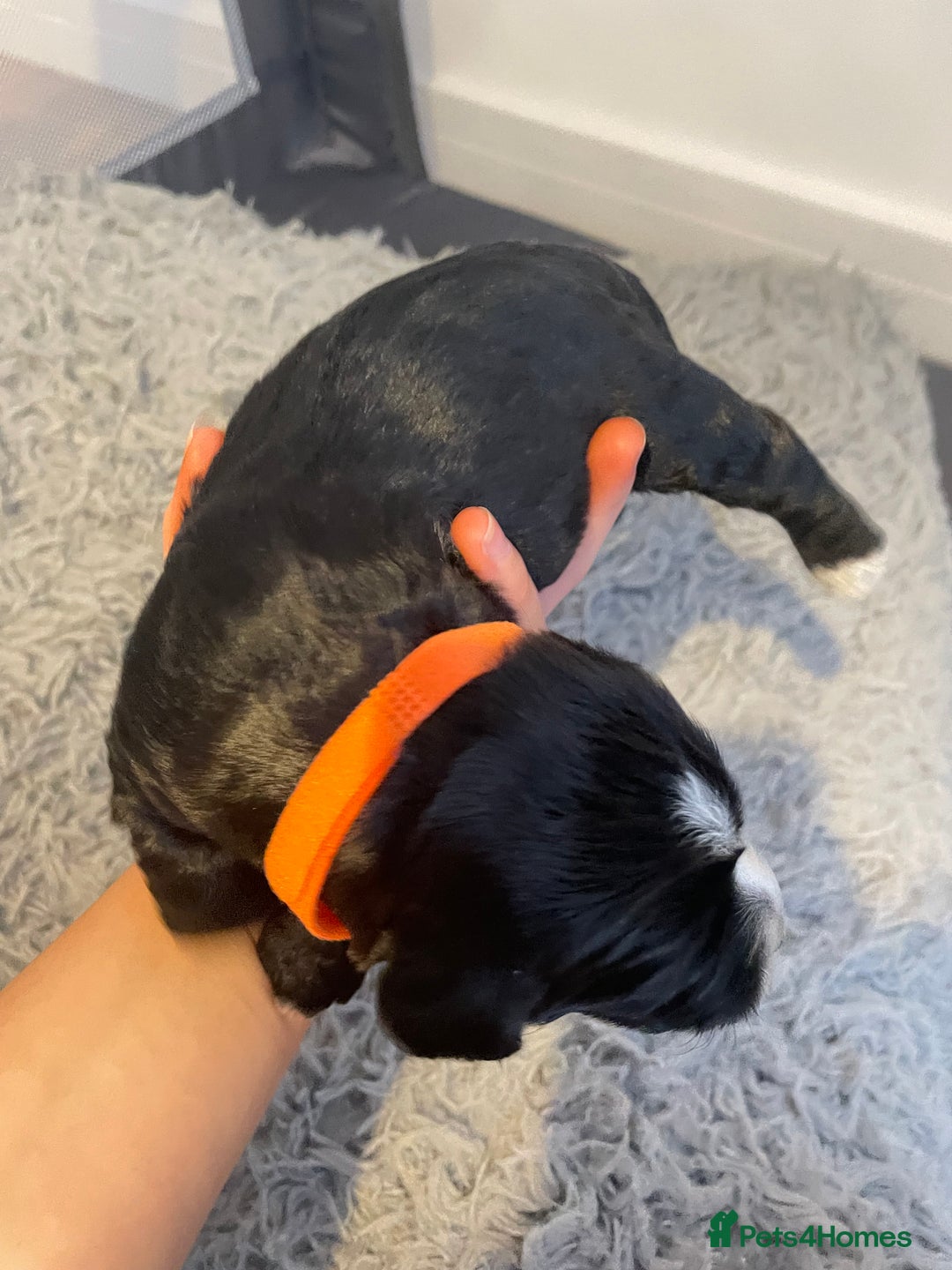 Cocker Spaniel dogs for sale: Cocker spaniel puppies - Advert 7