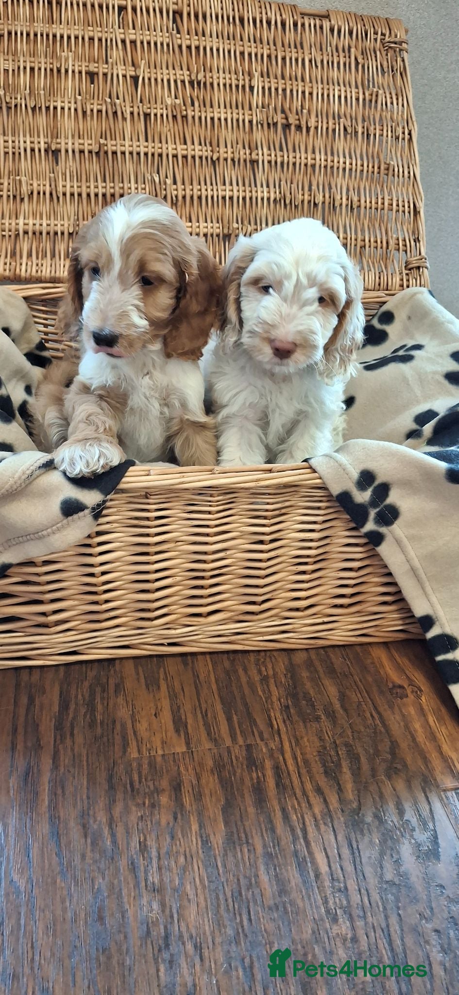 Cockapoo dogs Cockerpoos - Advert 2