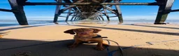 Hungarian Vizsla dogs for sale: 7 month Hungarian Vizsla  - Advert 5