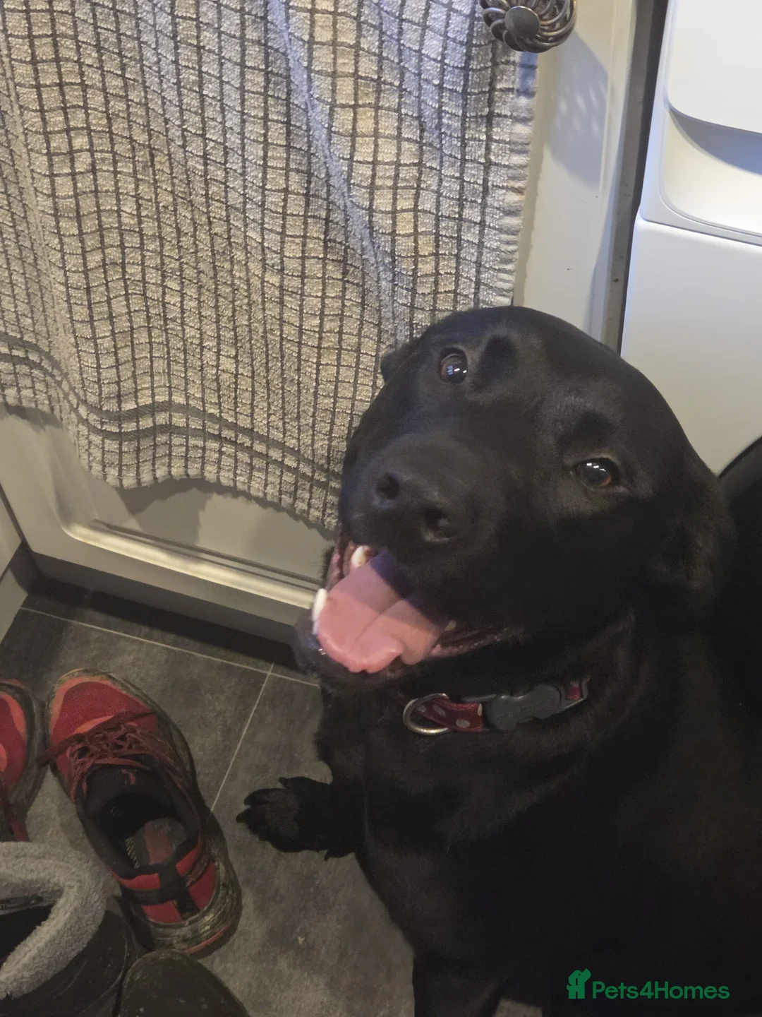 Mixed Breed dogs for adoption: 💖🐶 NICOL 🐶💖 - Advert 8