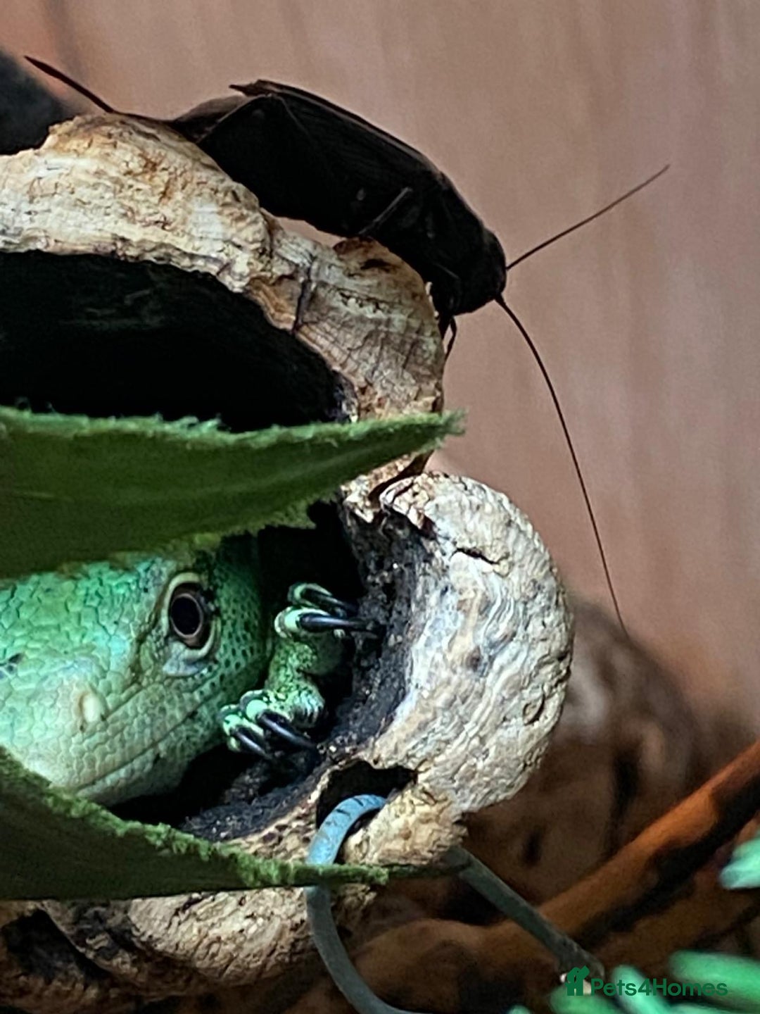 Monitor reptiles for sale: Green tree monitor  - Image 2