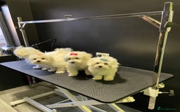 Maltese dogs for sale: Maltese puppies  - Image 8