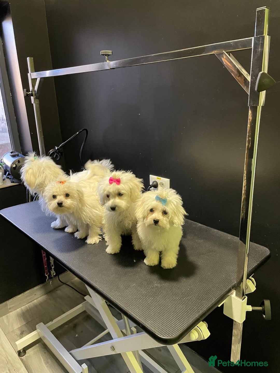 Maltese dogs for sale: Maltese puppies  - Image 8