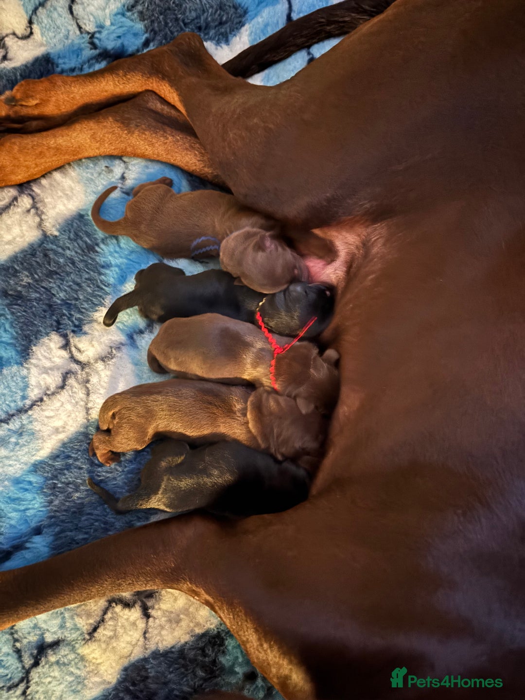 Dobermann dogs for sale: KC reg dobermann puppies health tested parents  - Advert 9