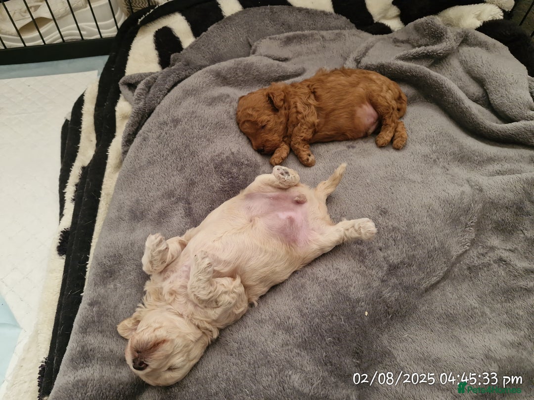 Poochon dogs for sale: Two gorgeous Poochon puppies - Image 14