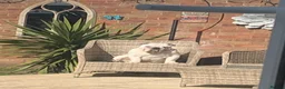 English Bulldog dogs for stud: Monty - Advert 3