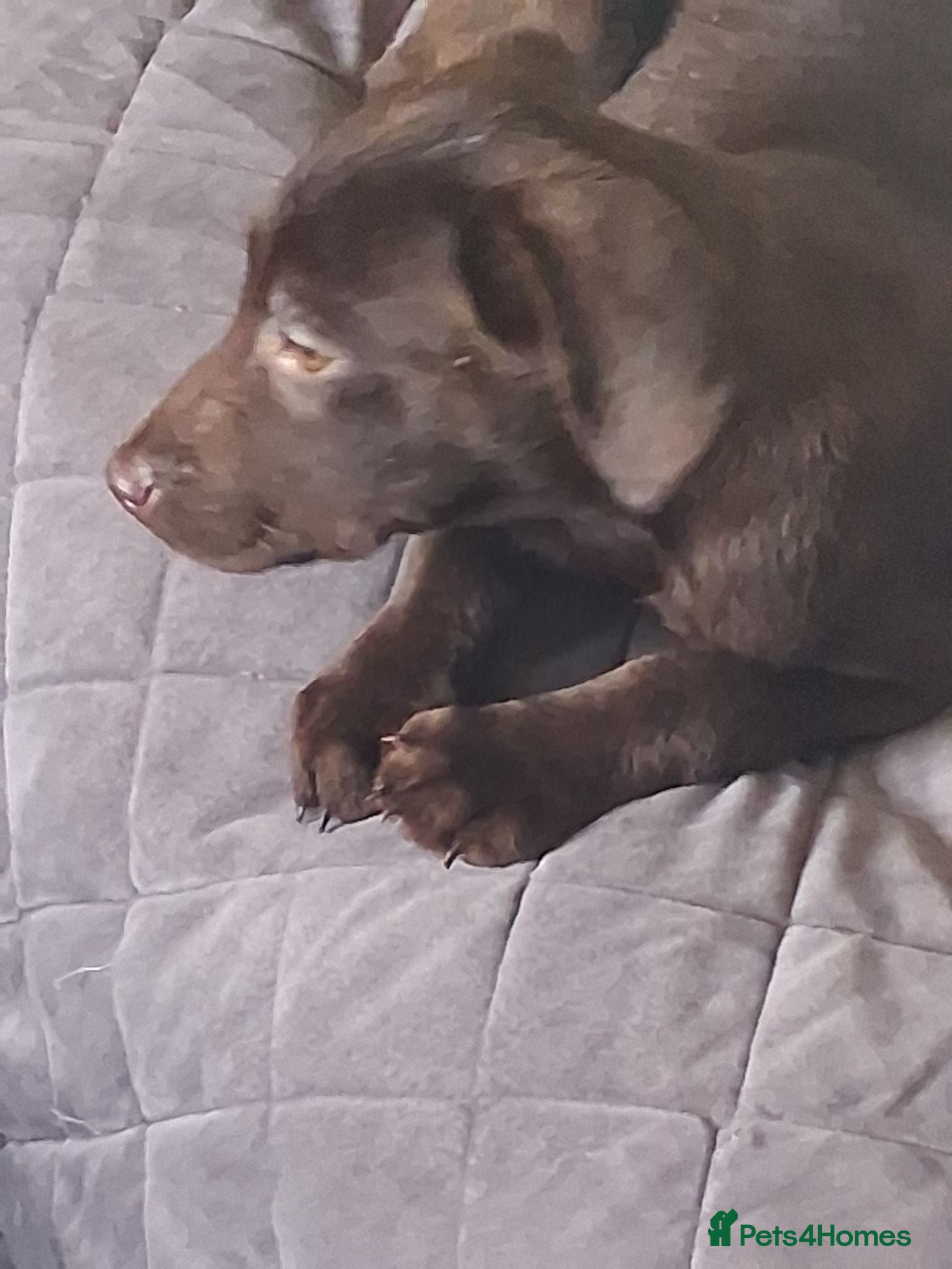 Labrador Retriever dogs  Fully vaccinated chocolate lab pups ready to go - Advert 2