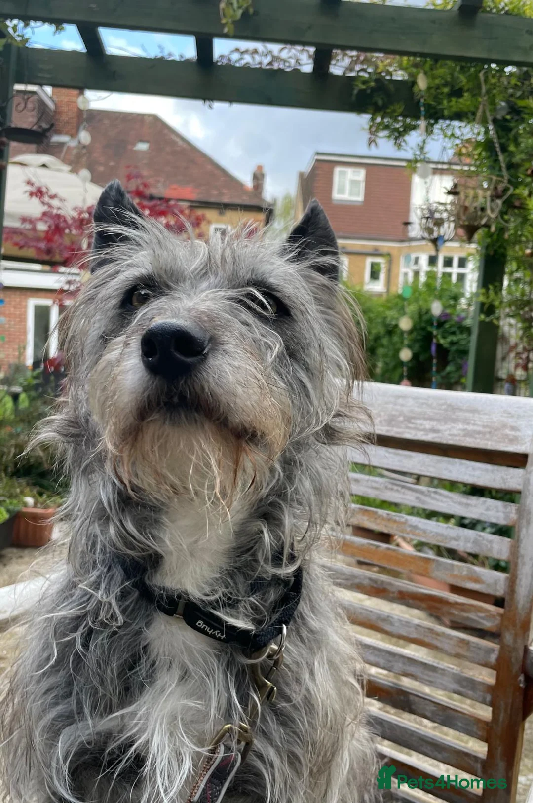 Mixed Breed dogs for adoption: A new home for LOVELY Sissy - Advert 8