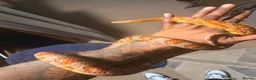 Corn Snake reptiles for sale: Carolina Corn Snake in Stanford-le-Hope - Advert 2