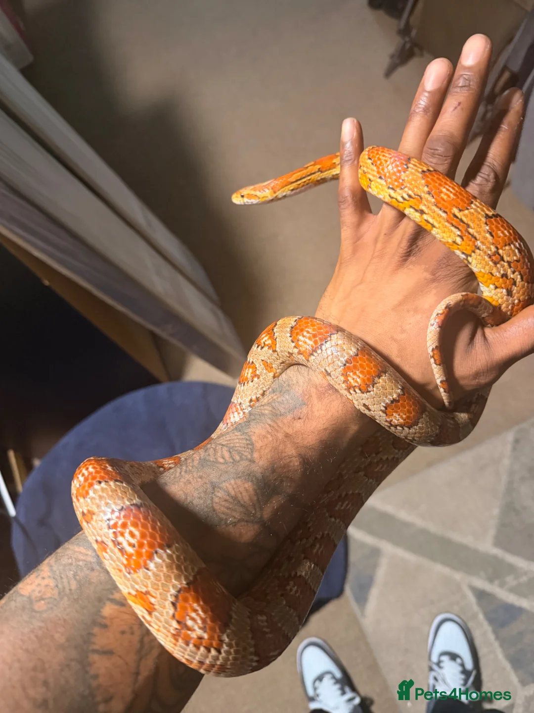 Corn Snake reptiles for sale: Carolina Corn Snake in Stanford-le-Hope - Advert 2