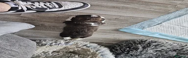 Shih Tzu 2