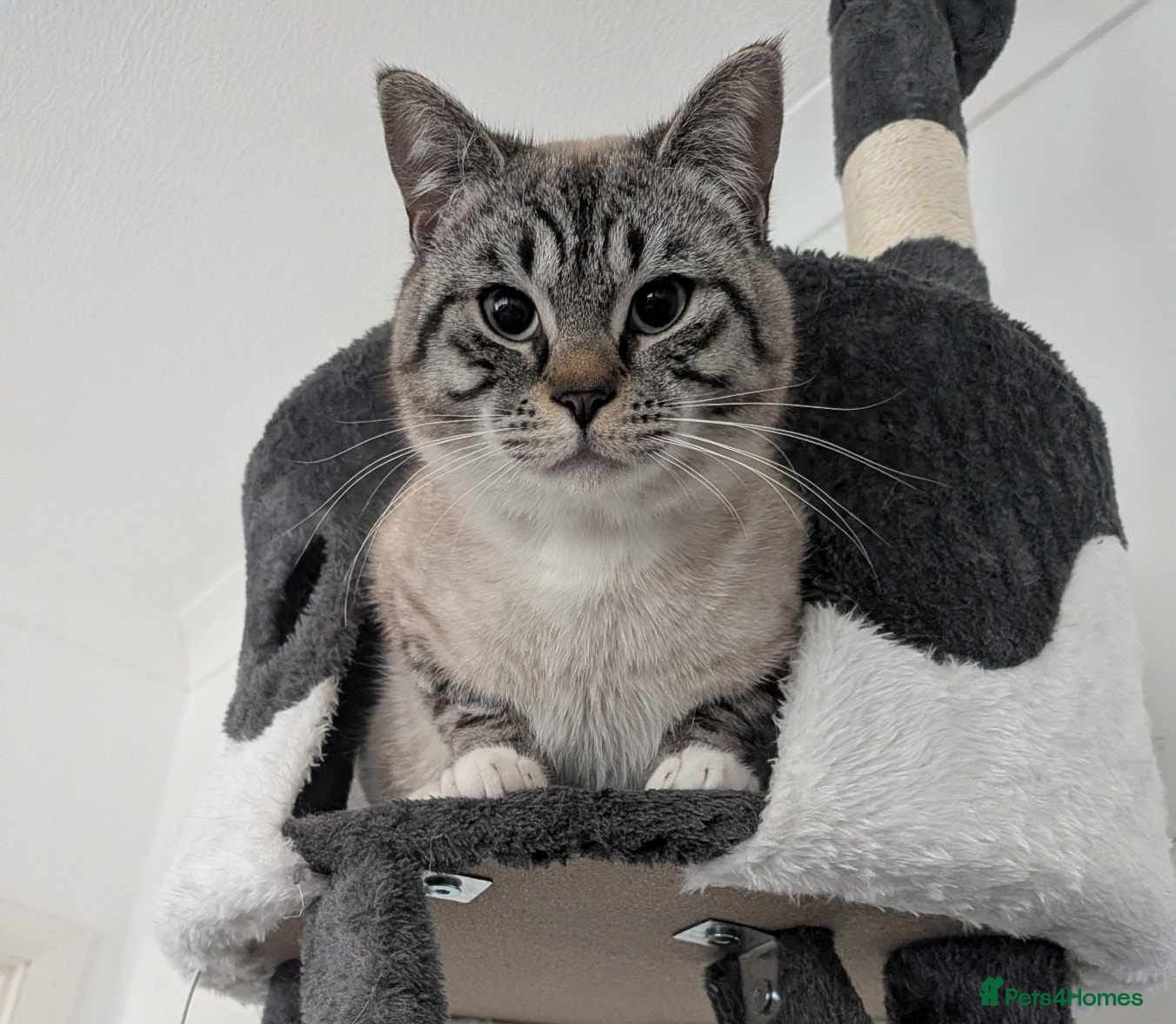 British Shorthair cats 🐾 Gucci Looking for His Forever Home 🏡❤️ - Advert 1