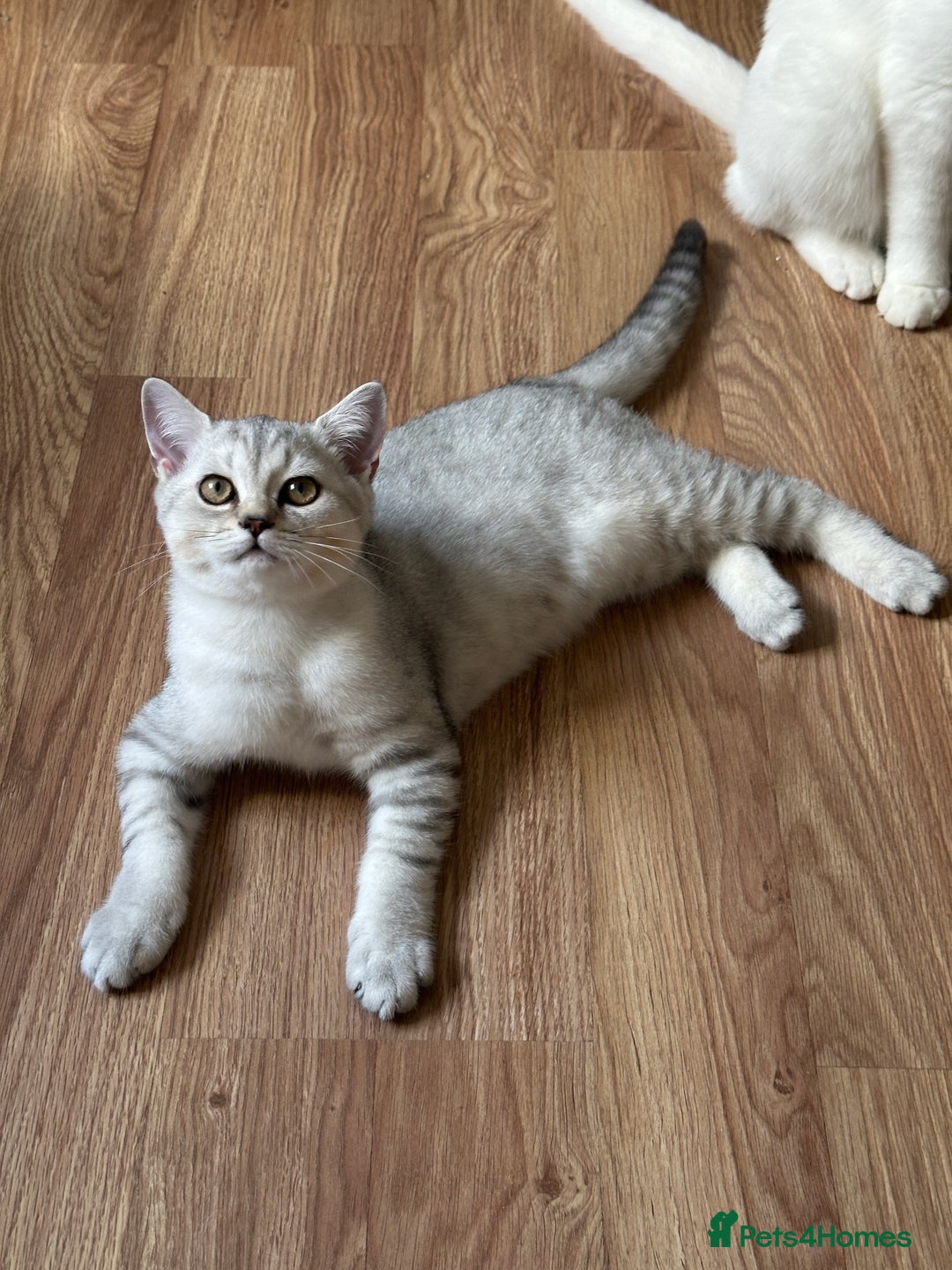 British Shorthair cats for sale: Gorgeous British Longhair & Shorthair Kittens - Image 20