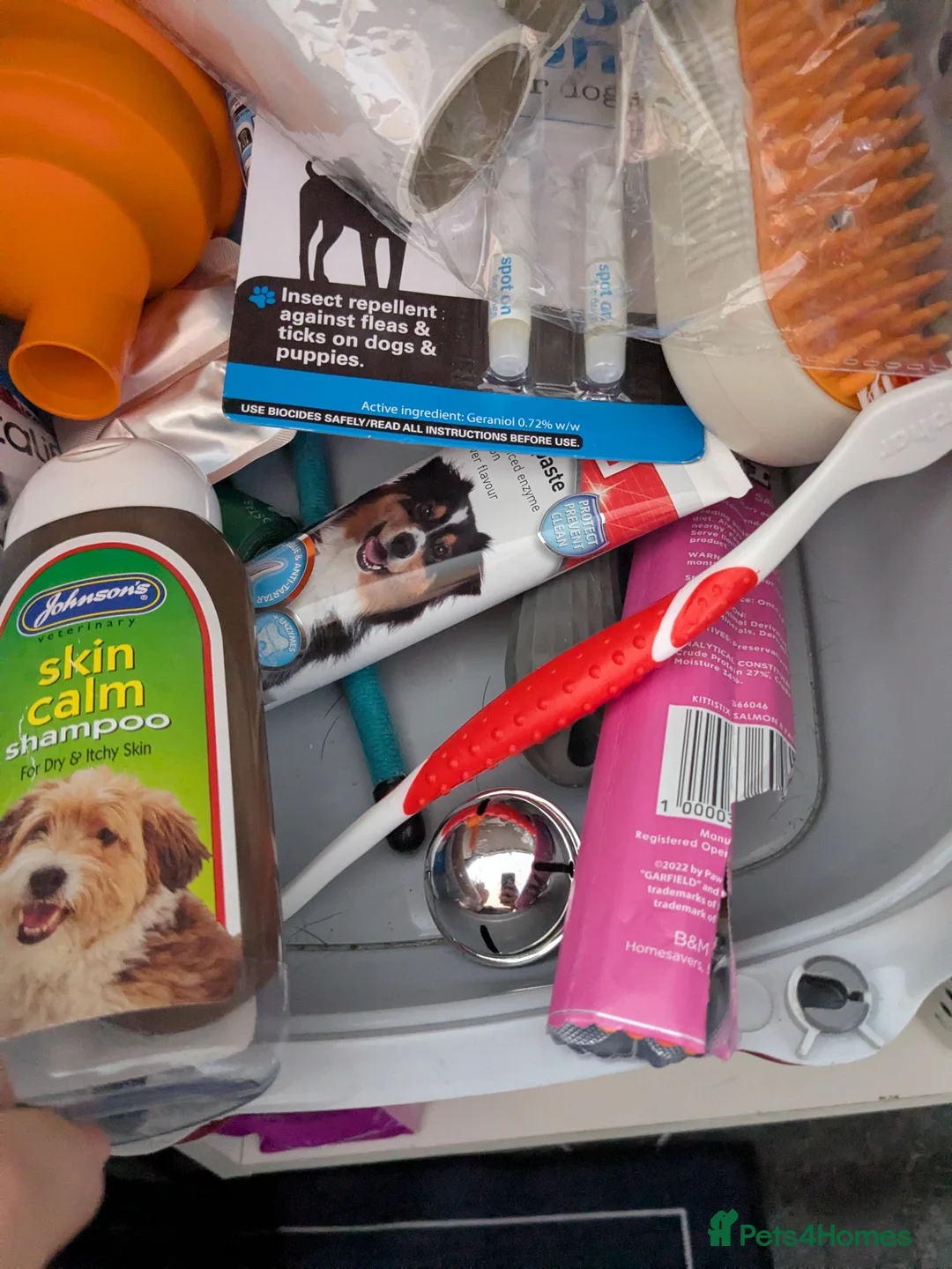 Staffordshire Bull Terrier dogs for sale: Gorgeous blu - Advert 6