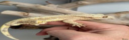 Gecko reptiles for sale: Variety of crested geckos for sale  - Advert 3