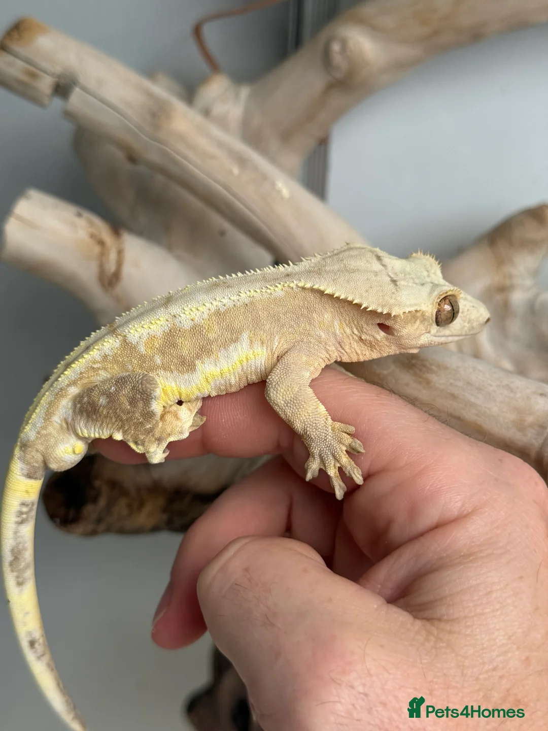 Gecko reptiles for sale: Variety of crested geckos for sale  - Advert 3