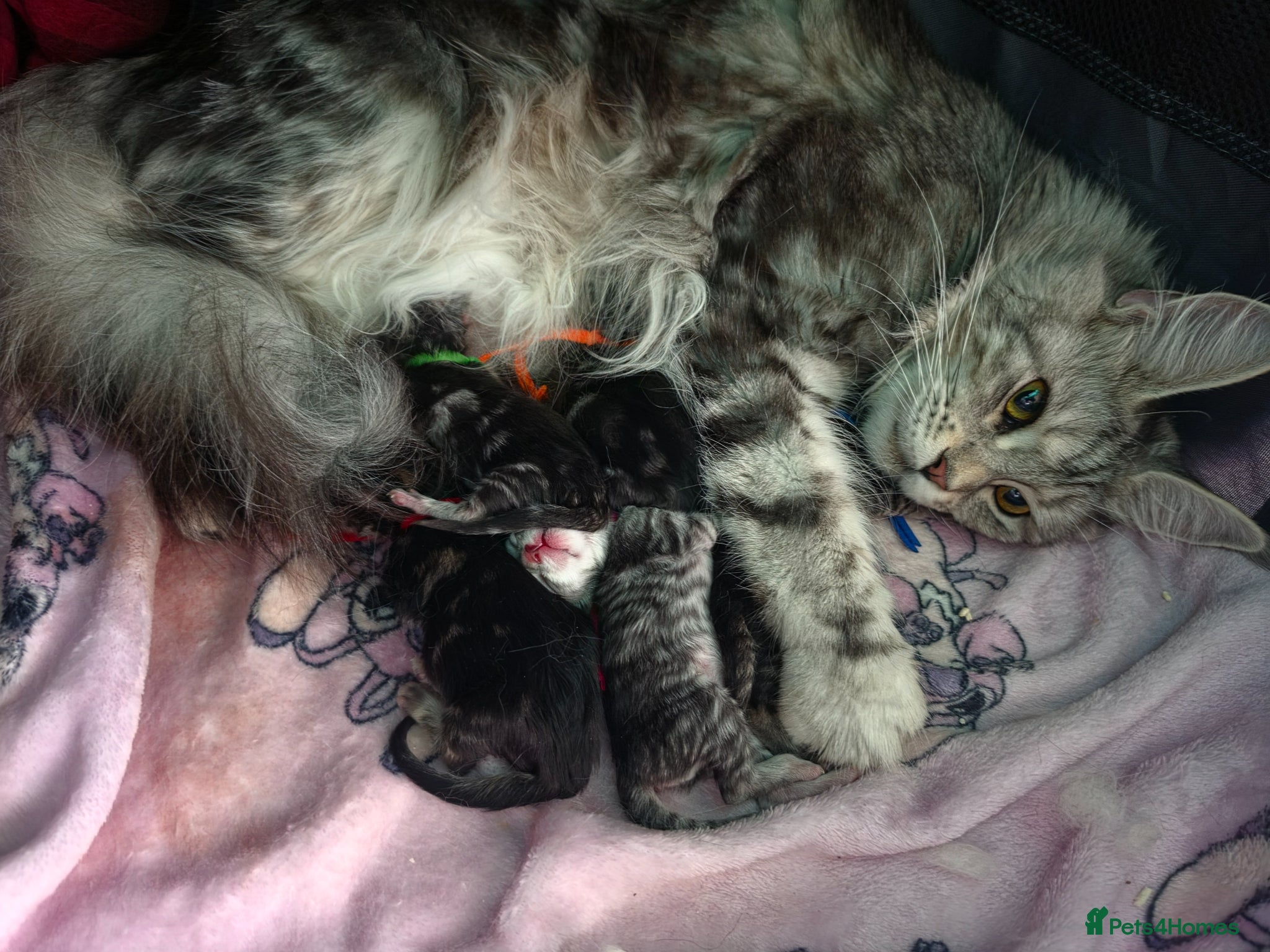 Maine Coon cats   Tica registered pedigree mainecoon kittens  - Advert 2