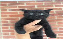 Mixed Breed cats for sale: Beautiful kittens for sale - Image 11