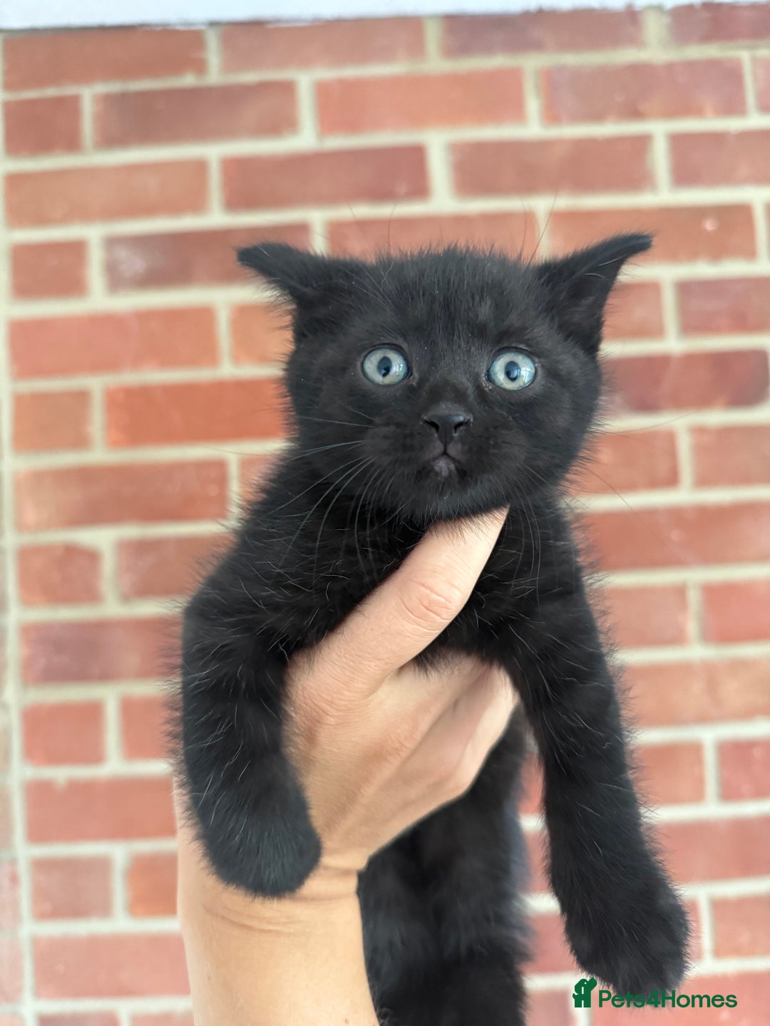 Mixed Breed cats for sale: Beautiful kittens for sale - Image 11