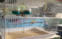 Budgerigars birds for sale: Snowy. Female Budgie. With cage. 5 years old.  - Image 14