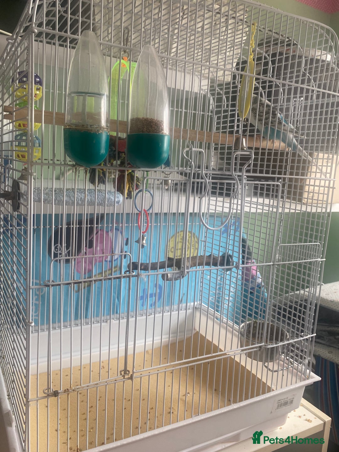 Budgerigars birds for sale: Snowy. Female Budgie. With cage. 5 years old.  - Image 14