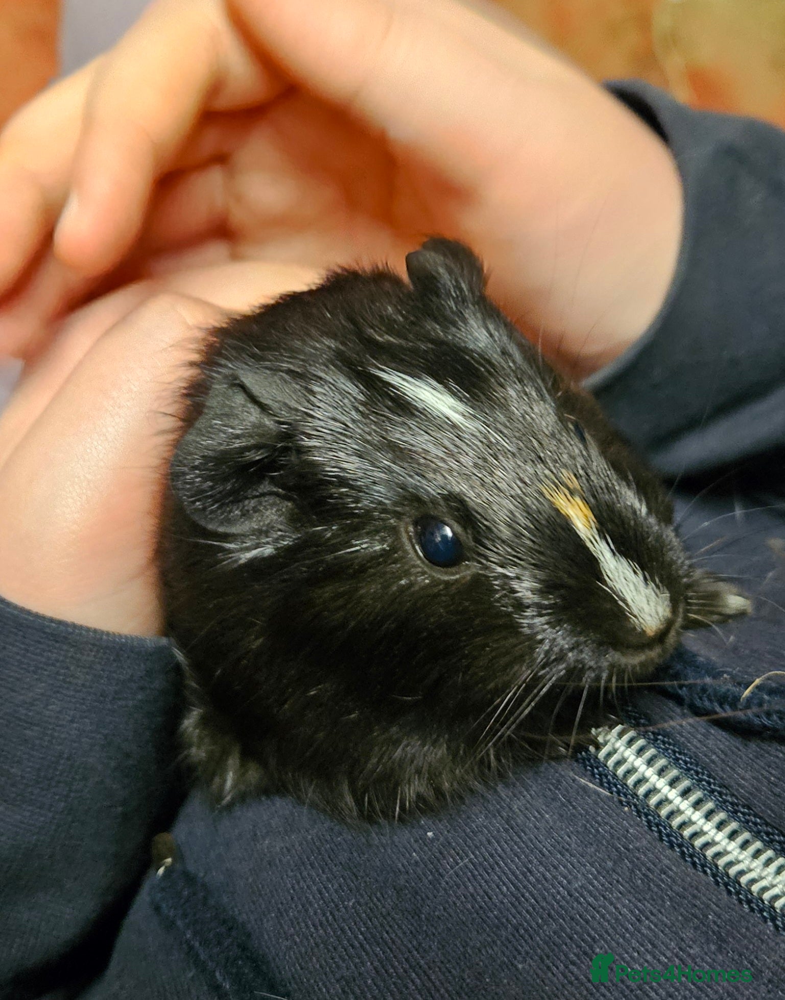 Guinea Pig rodents 4 x Bonded brothers available.  - Advert 15