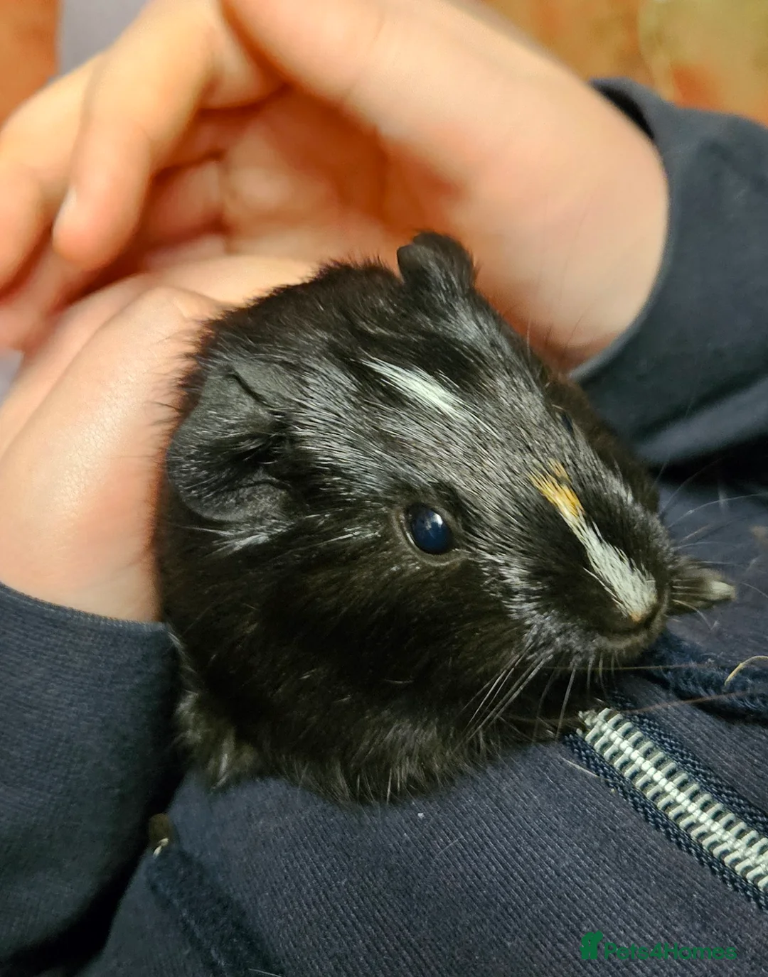 Guinea Pig rodents for sale: 4 x Bonded brothers available.  - Advert 1