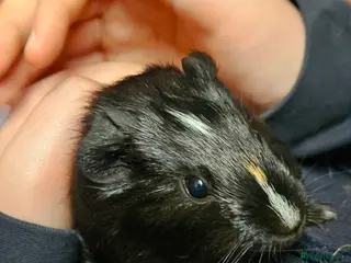 Guinea Pig rodents 4 x Bonded brothers available. - Advert 15