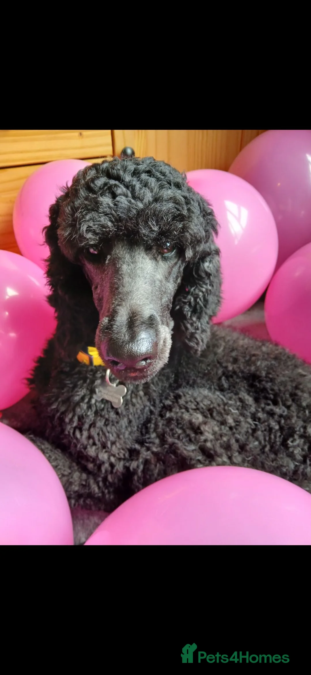 Standard Poodle dogs for sale: Male standard poodle puppy - Advert 12