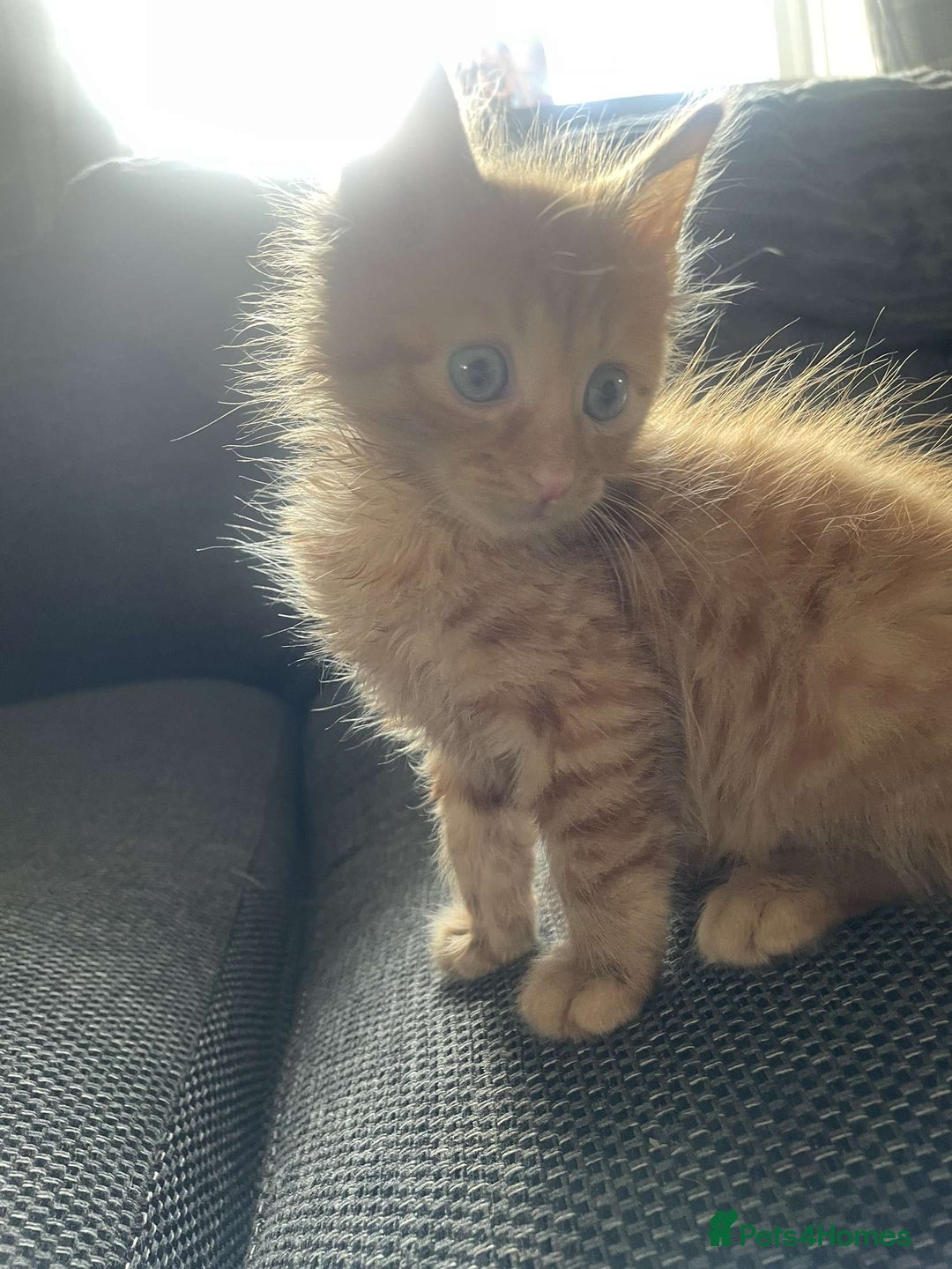 Domestic Shorthair cats for sale: 2 kittens. Calico girl + ginger boy both 17 weeks - Image 5