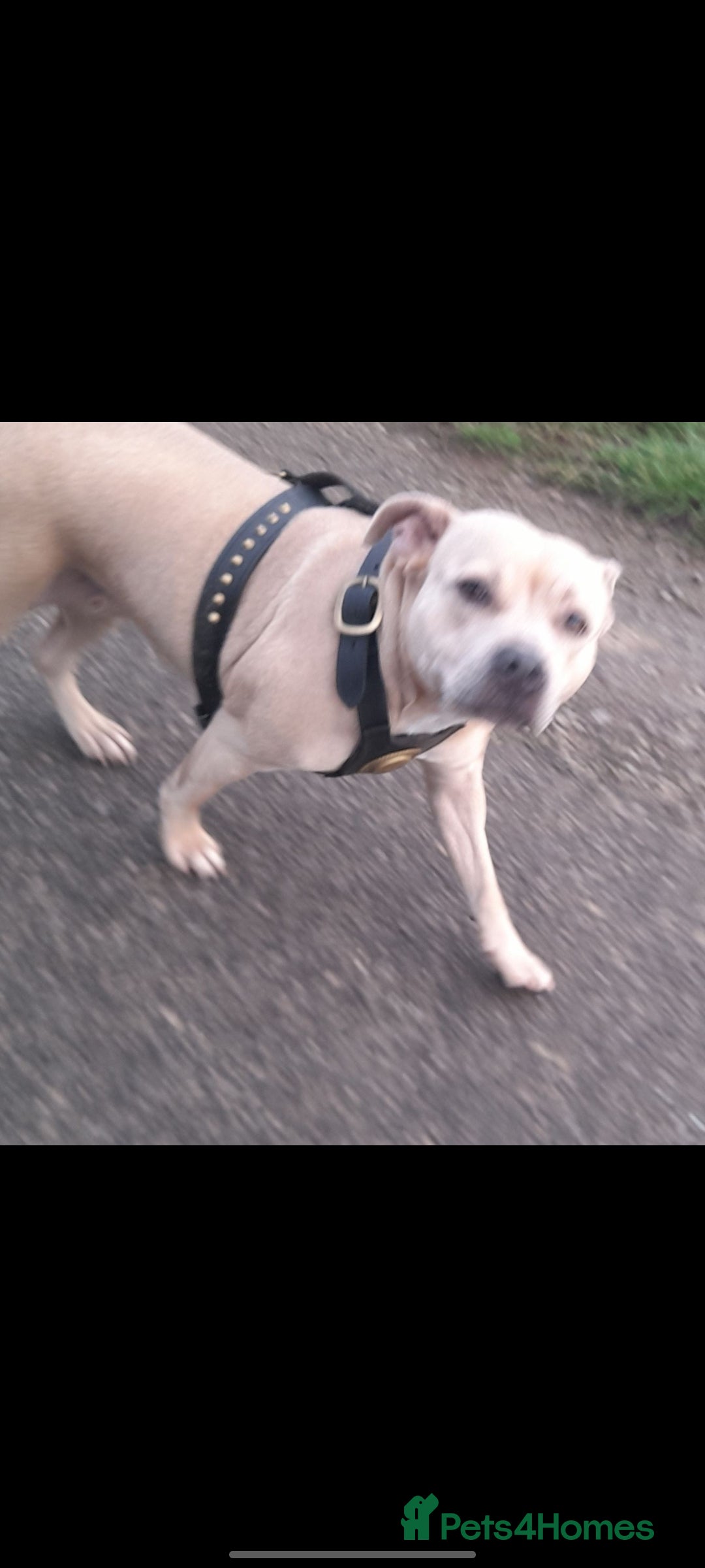 Staffordshire Bull Terrier dogs for sale: Staffordshire bull terriers - Advert 2