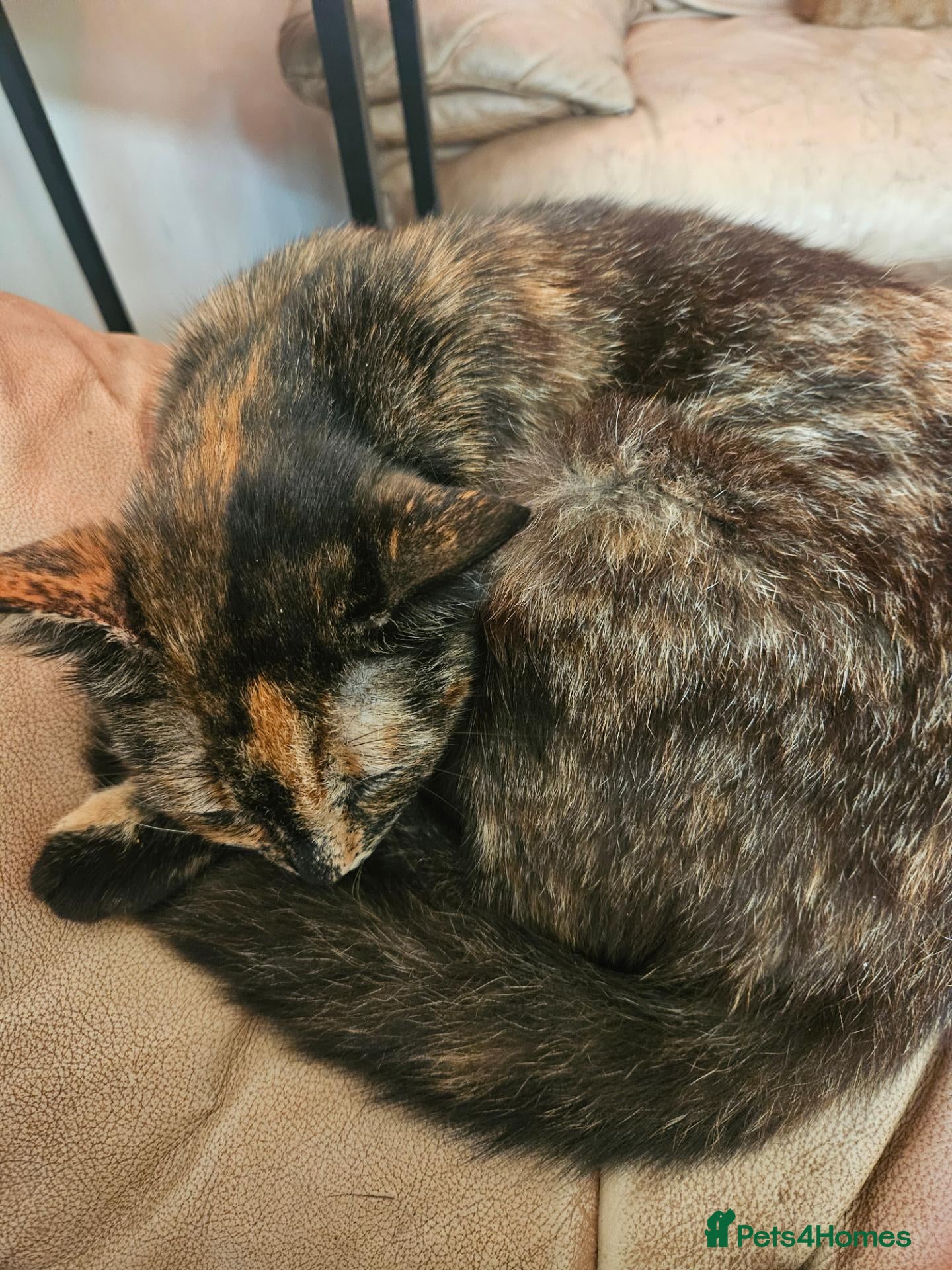 Mixed Breed cats I have 3 kittens over 17 weeks old  - Advert 6