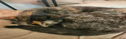 Mixed Breed cats for sale: I have 3 kittens over 17 weeks old  - Advert 1