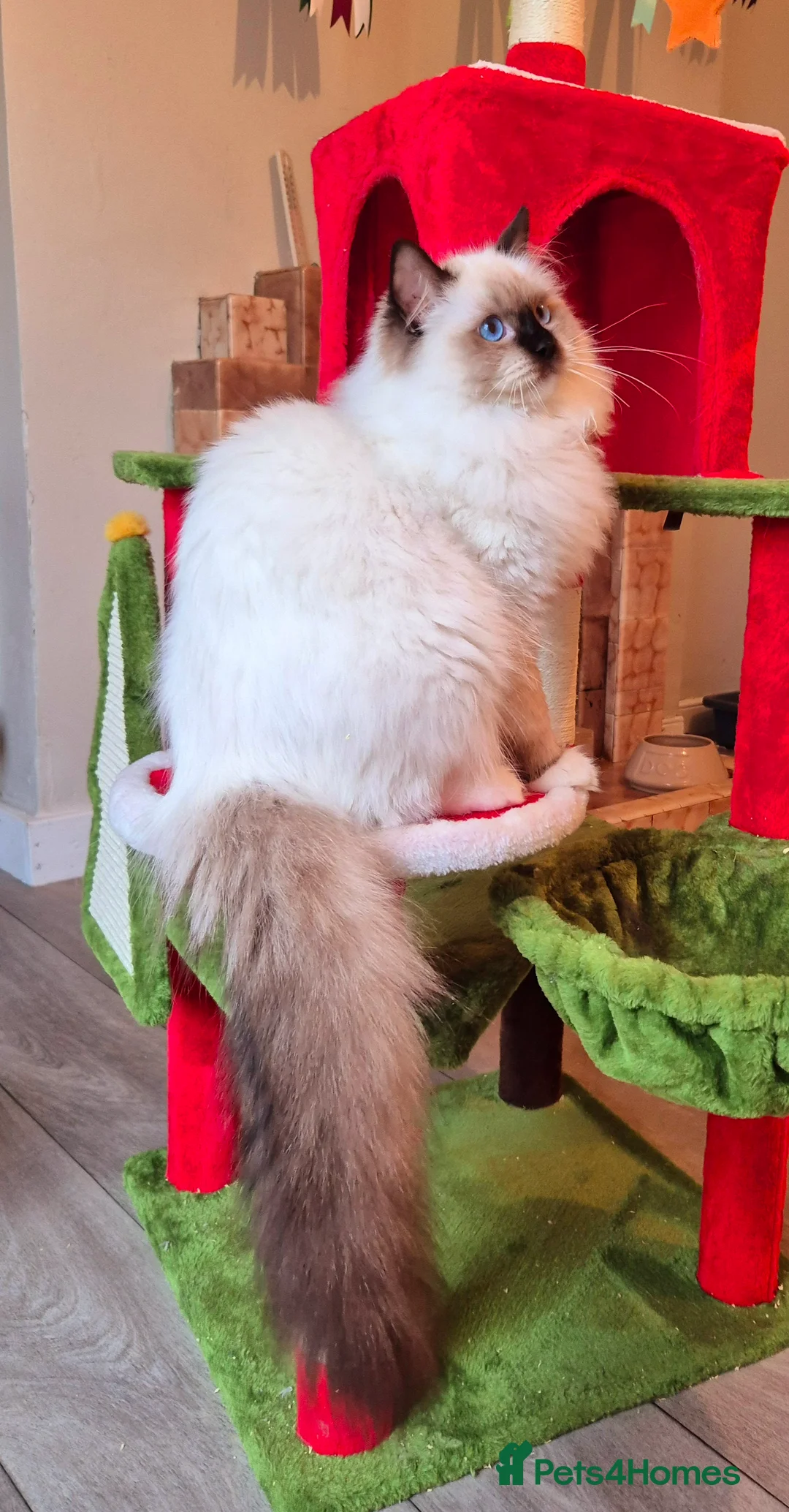Ragdoll cats for sale: Ragdoll male kitten gccf active - Advert 6