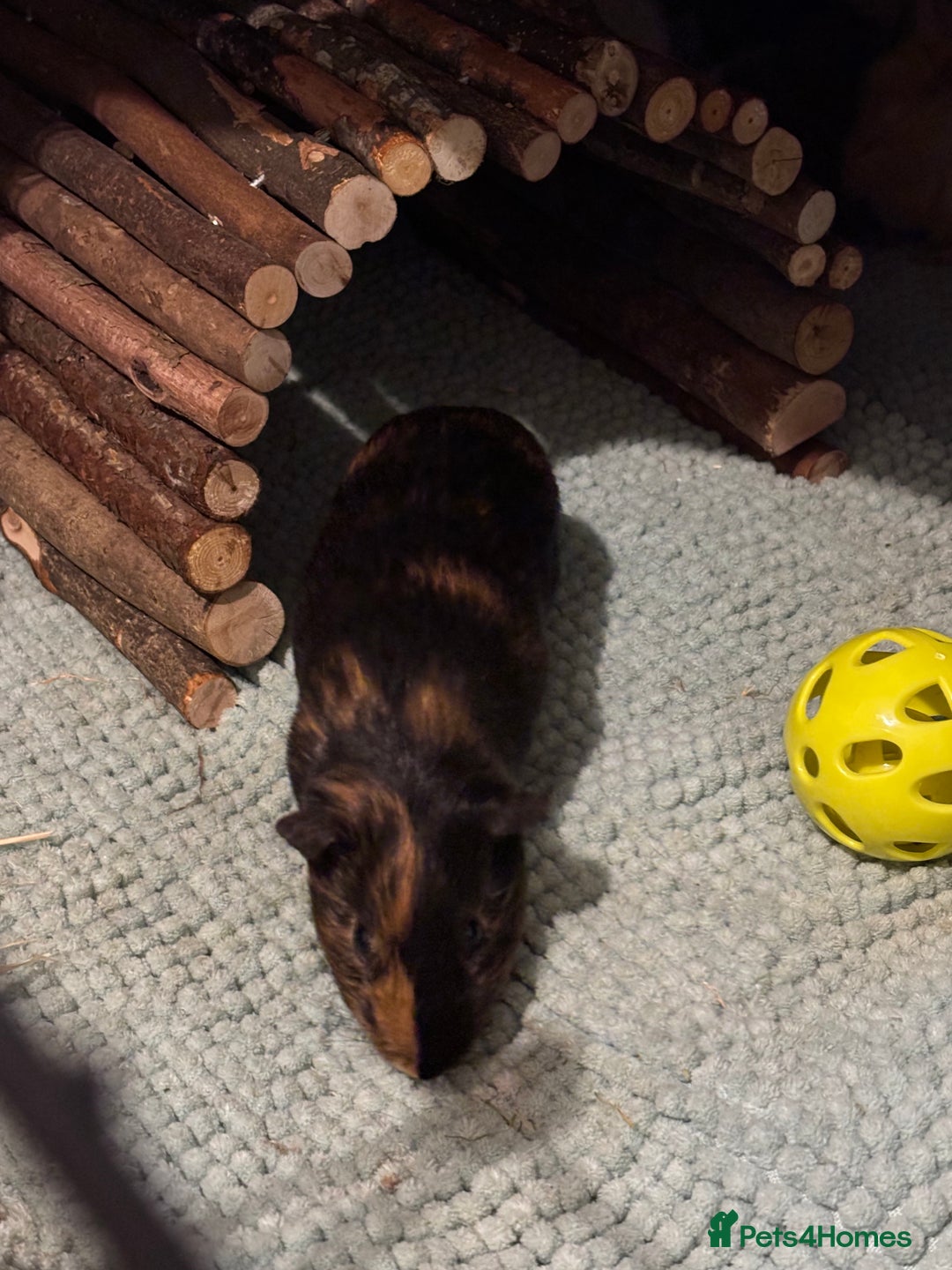 Guinea Pig rodents for sale: 4 young male Guinea pigs with cage and accessories - Image 4