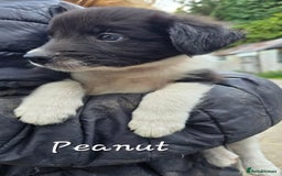 Border Collie dogs for sale:  Any farmers looking for working dogs? - Image 36