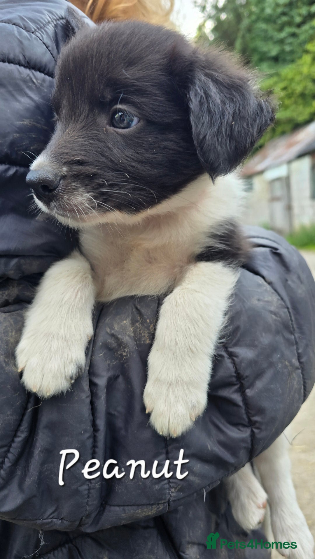 Border Collie dogs for sale:  Any farmers looking for working dogs? - Image 36